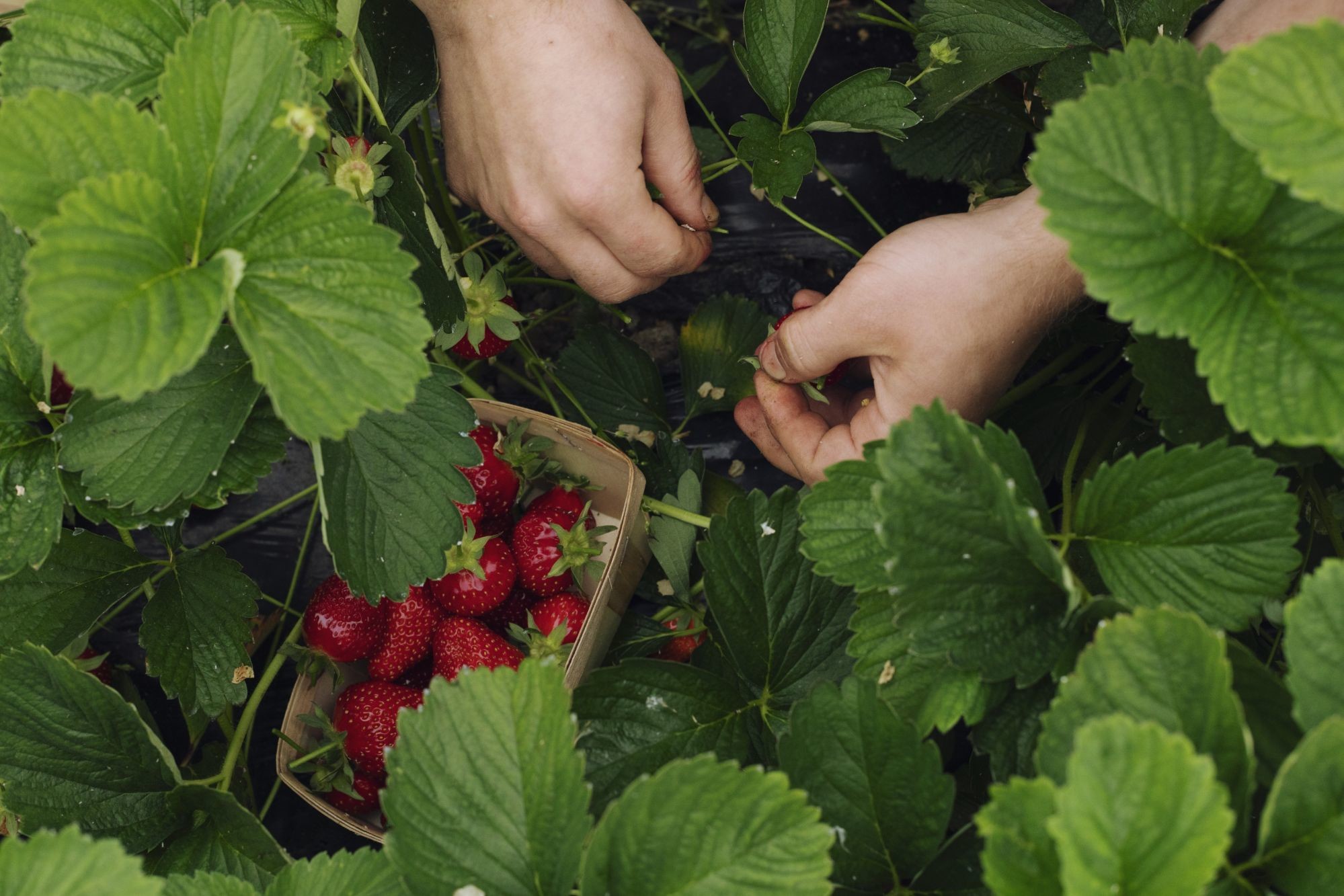 fraise